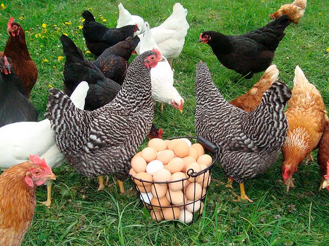 Содержание кур и уход за ними | ЗооТом - продажа, вязка и услуги для животных в Бабаево