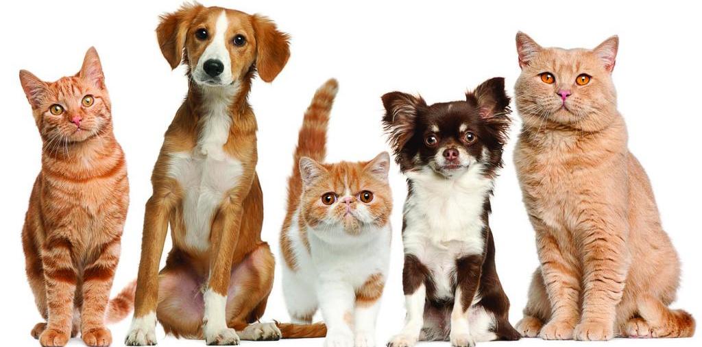 Доска объявлений о животных | ЗооТом - продажа, вязка и услуги для животных в Бабаево