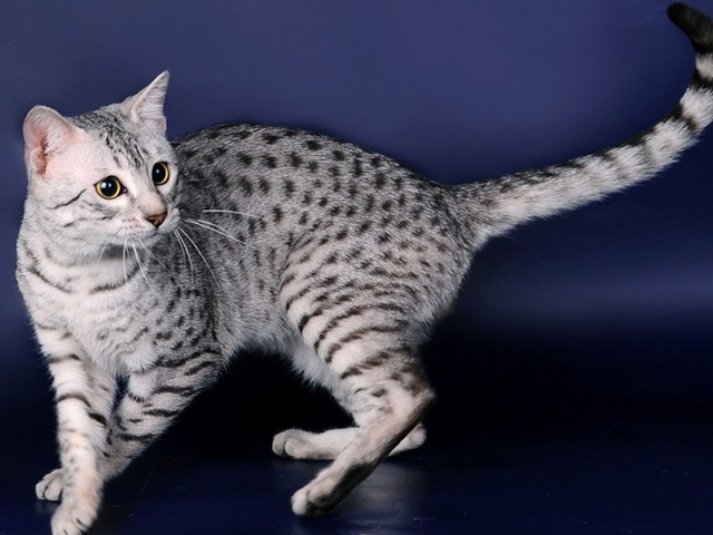 Породы кошек в Бабаево | ЗооТом портал о животных