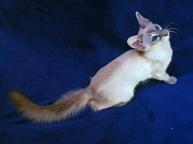 Выведенные породы кошек в Бабаево | ЗооТом портал о животных