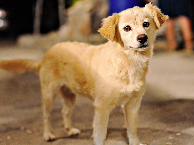 Породы собак в Бабаево | ЗооТом портал о животных