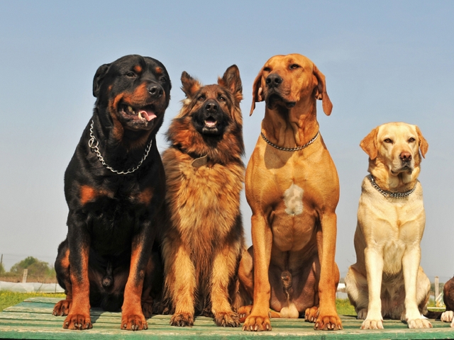 Крупные породы собак в Бабаево | ЗооТом портал о животных
